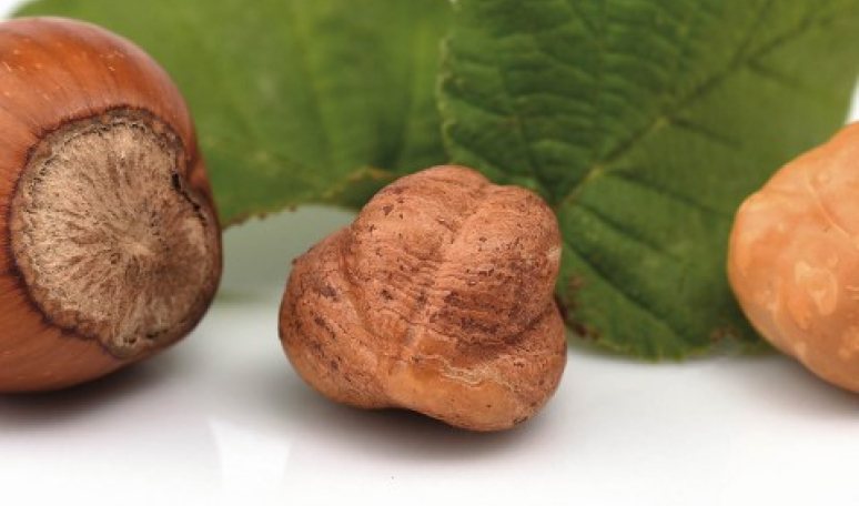 Botolino partner - Nocciola d'Elite hazelnuts in Italy